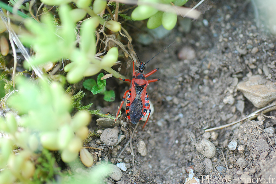 Rhinocoris iracundus